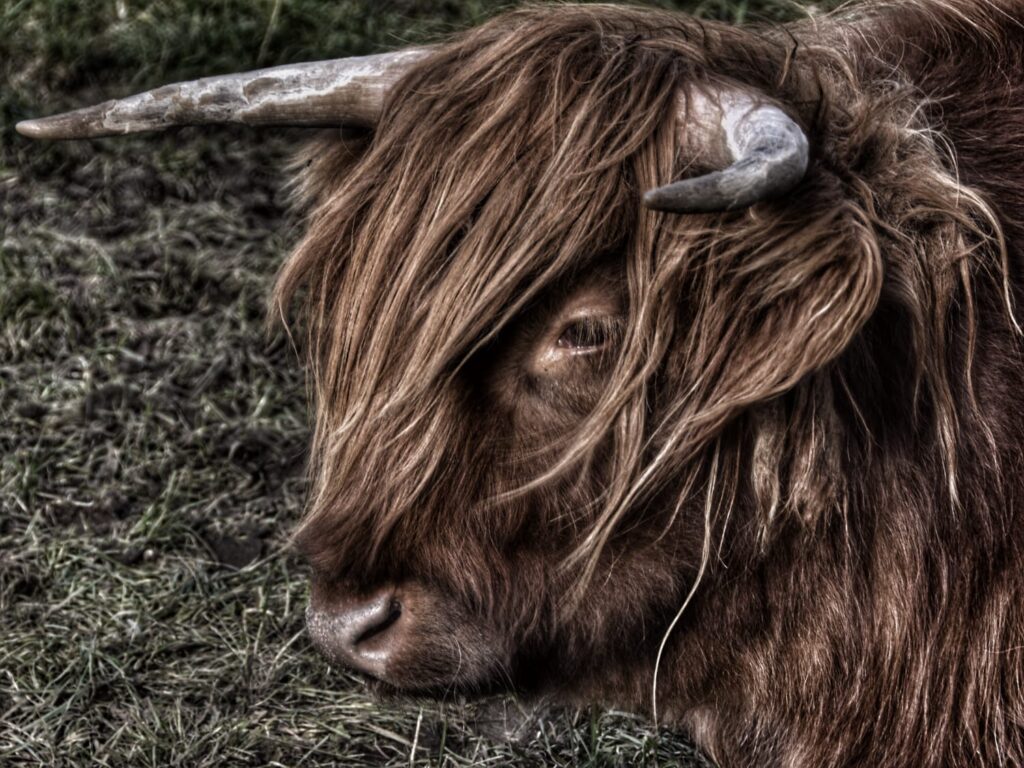 Highland Cow at Laggan, Scotland